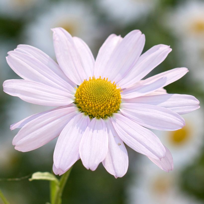 Chrysanthemum arcticum Roseum - Crisantemo (Floración)