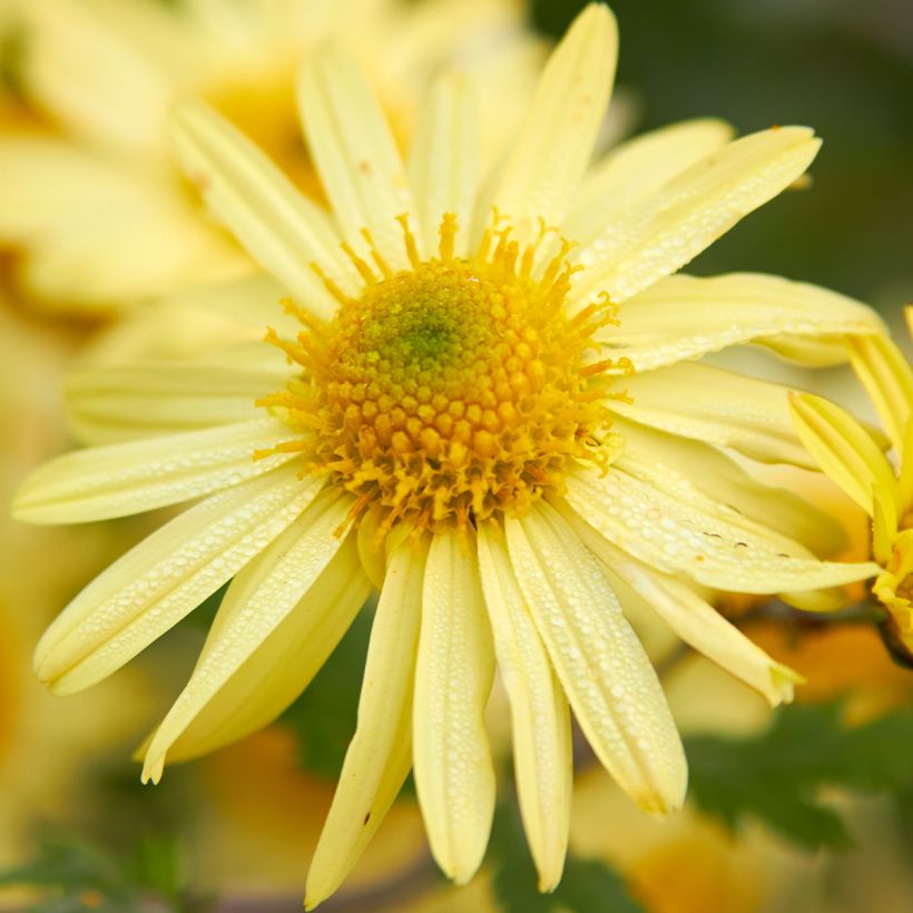 Chrysanthemum arcticum Schwefelglanz - Crisantemo (Floración)