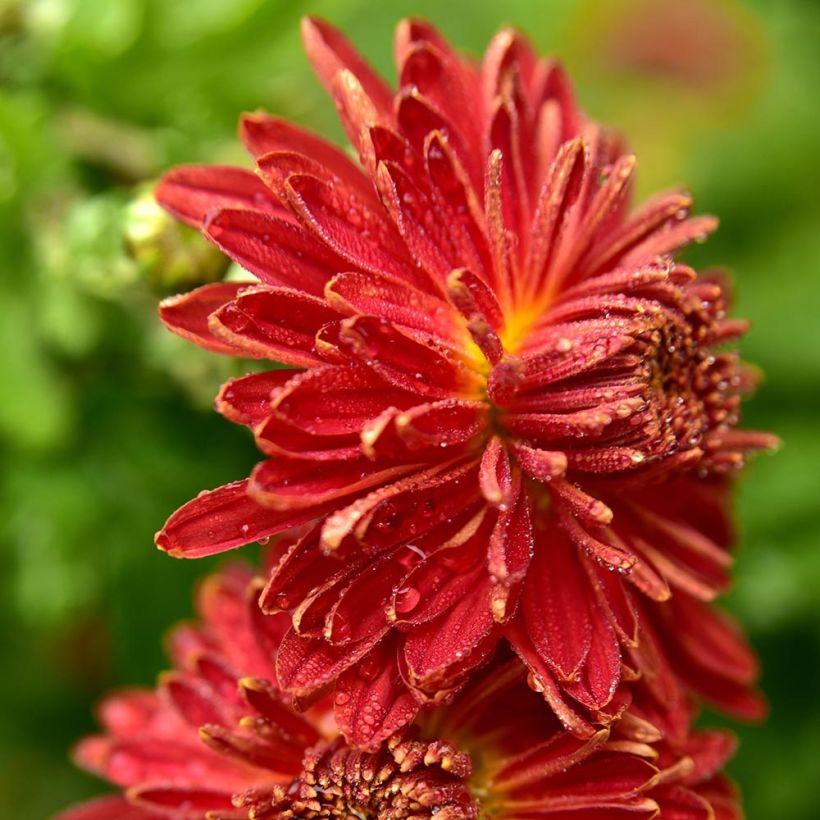 Chrysanthemum indicum Brennpunkt - Crisantemo (Floración)