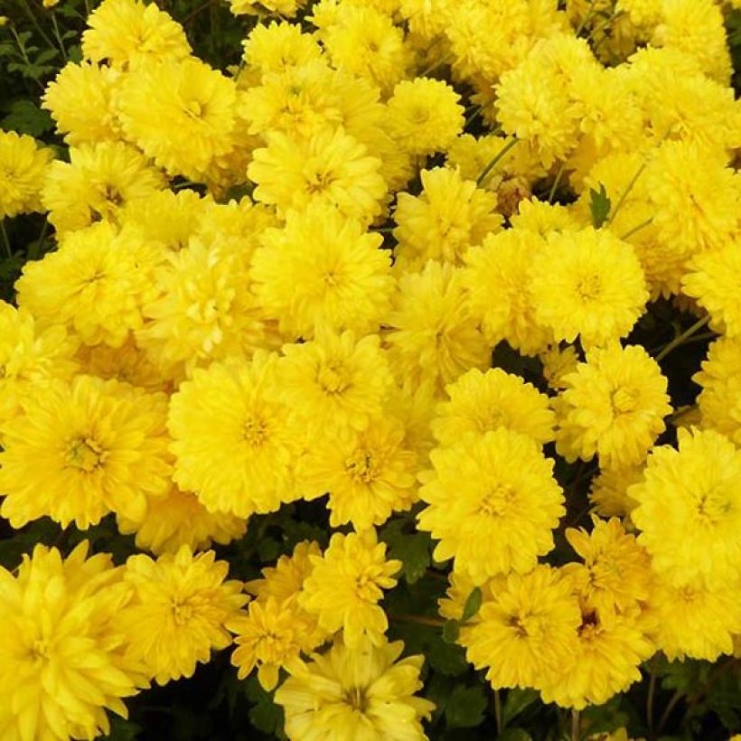 Chrysanthemum Citronella - Crisantemo (Floración)