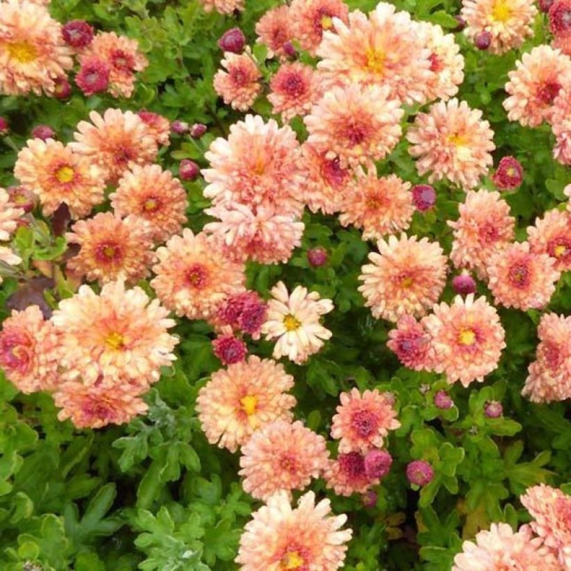 Chrysanthemum indicum Herbstbrokat - Crisantemo (Follaje)