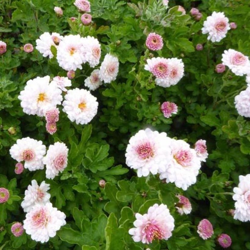 Chrysanthemum indicum Julia - Crisantemo (Floración)