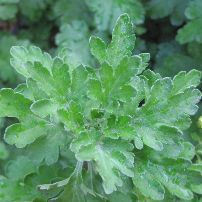 Chrysanthemum indicum Poesie - Crisantemo (Follaje)