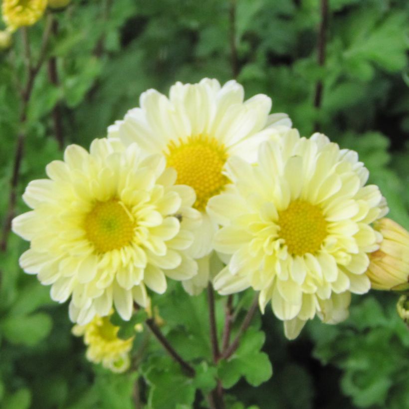 Chrysanthemum indicum Poesie - Crisantemo (Floración)