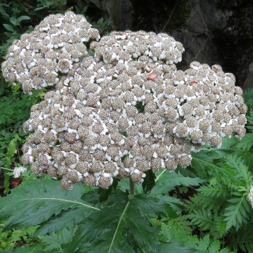 Chrysanthemum macrophyllum - Crisantemo (Floración)