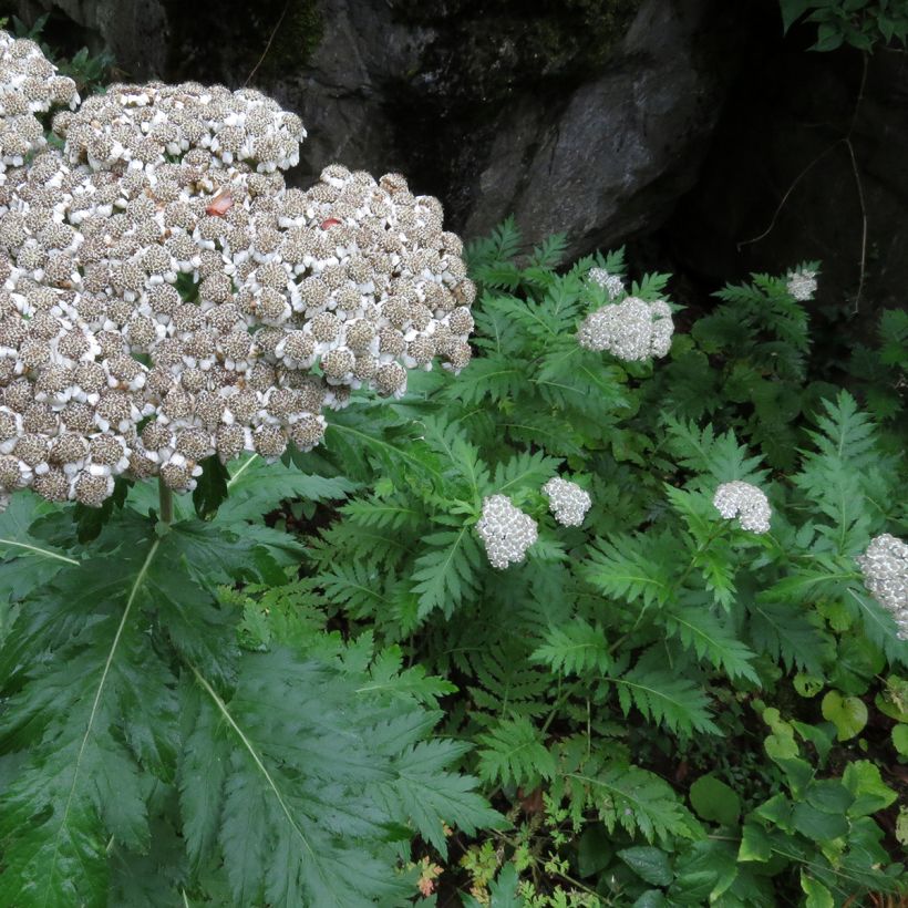 Chrysanthemum macrophyllum - Crisantemo (Porte)