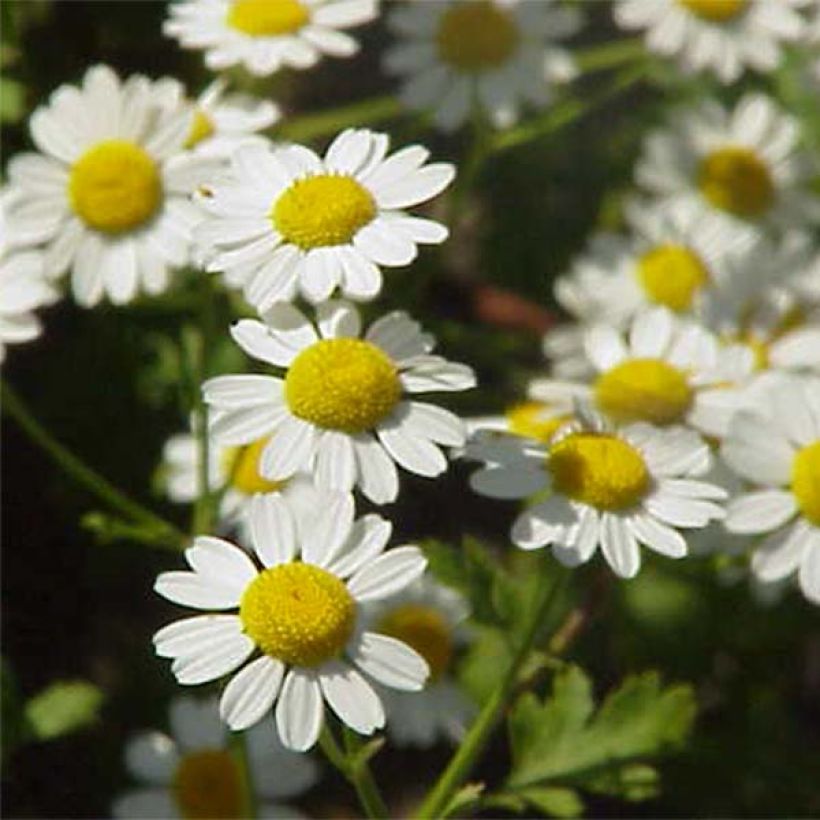 Chrysanthemum parthenium Aureum - Crisantemo (Floración)