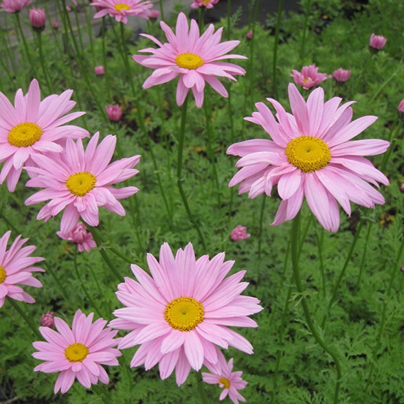 Chrysanthemum rubellum Clara Curtis - Crisantemo (Floración)