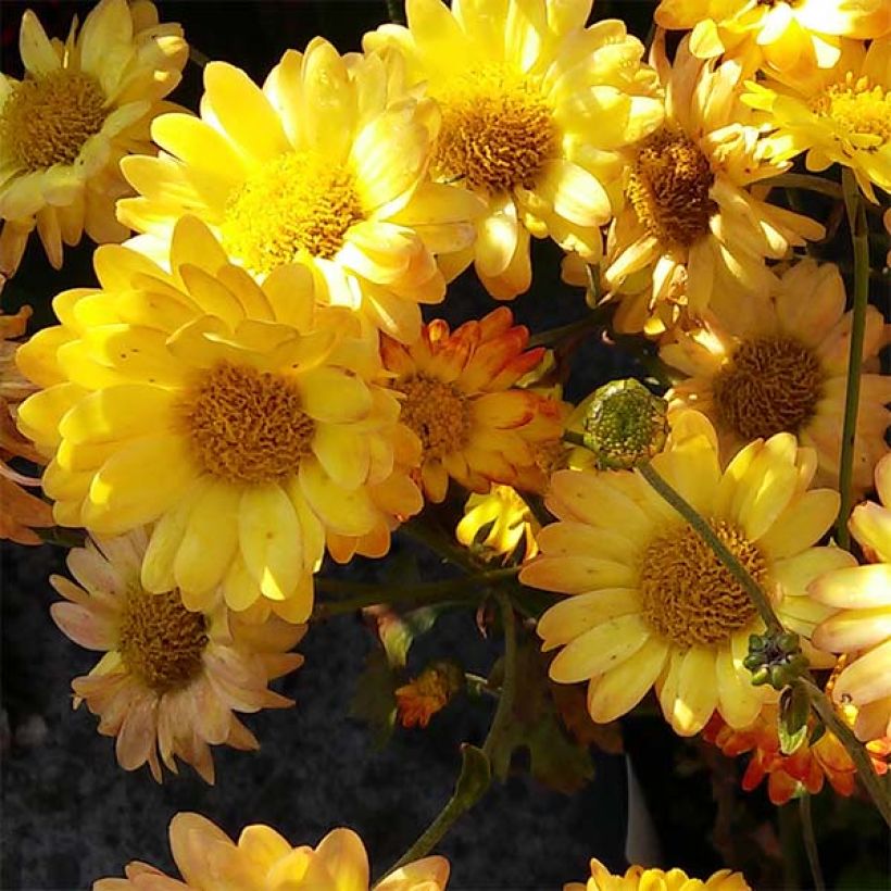 Chrysanthemum rubellum Dernier Soleil - Crisantemo (Floración)