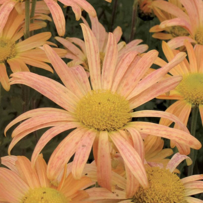 Chrysanthemum rubellum Mary Stoker - Crisantemo (Floración)