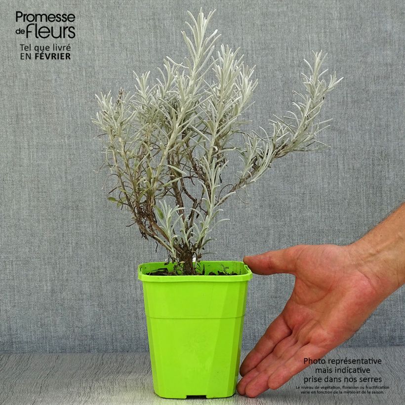 Ejemplar de Chrysocephalum apiculatum Korma - Immortelle  Pot de 1,5L/2L entregado en otoño