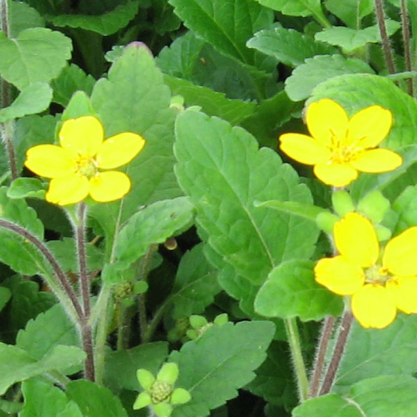 Chrysogonum virginianum (Floración)