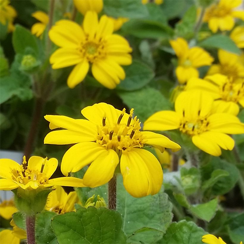 Chrysogonum virginianum André Viette (Floración)