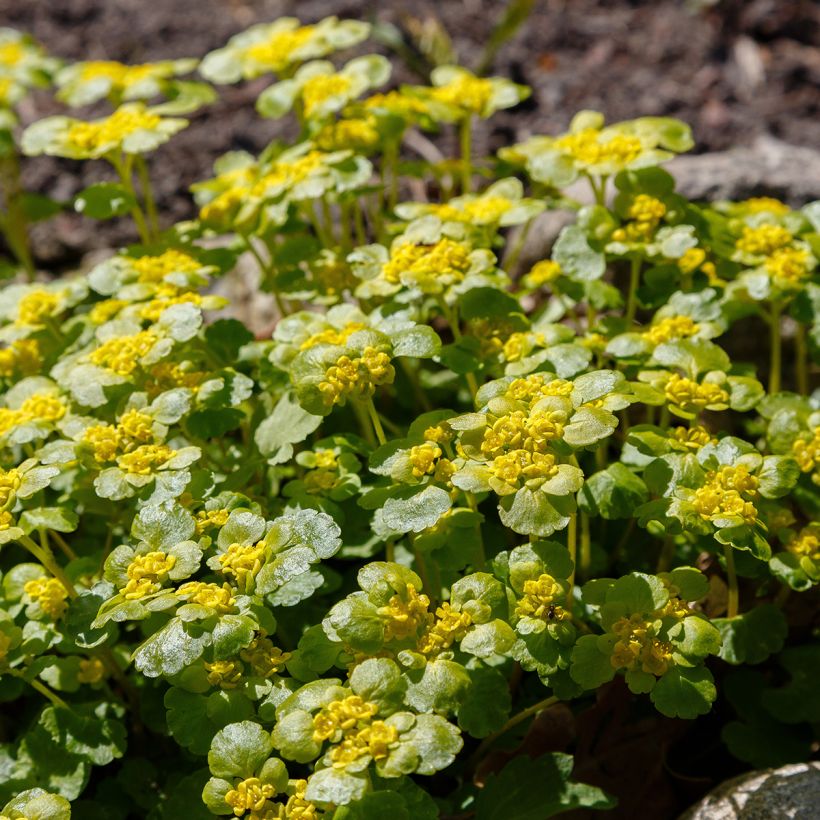 Chrysosplenium alternifolium (Porte)