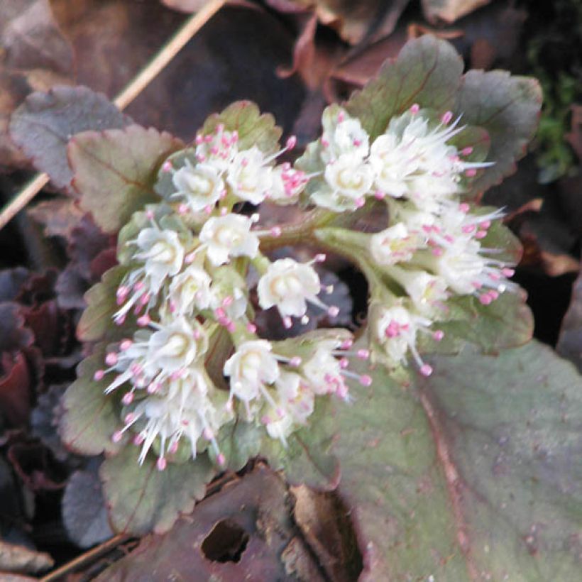 Chrysosplenium macrophyllum (Floración)