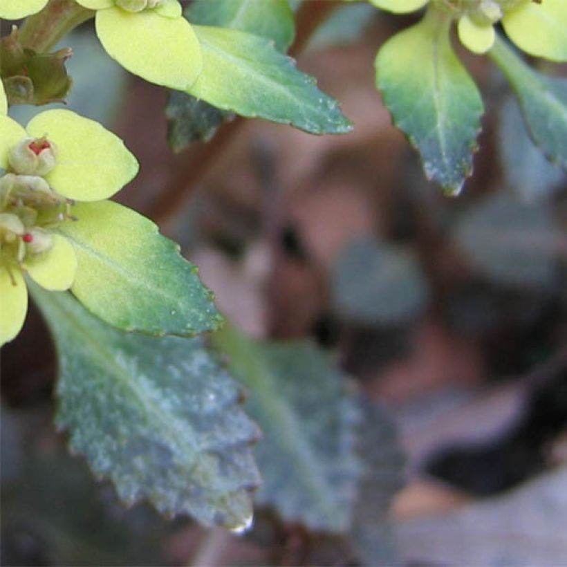 Chrysosplenium macrostemon var. shiobarense (Follaje)