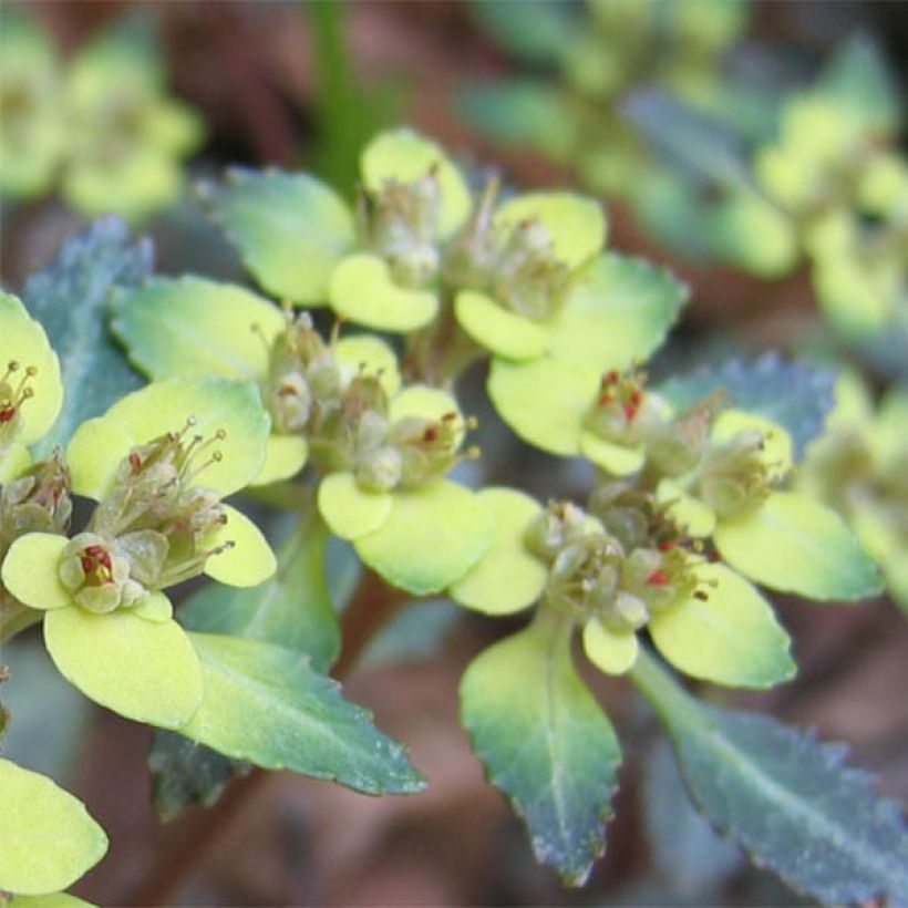 Chrysosplenium macrostemon var. shiobarense (Floración)