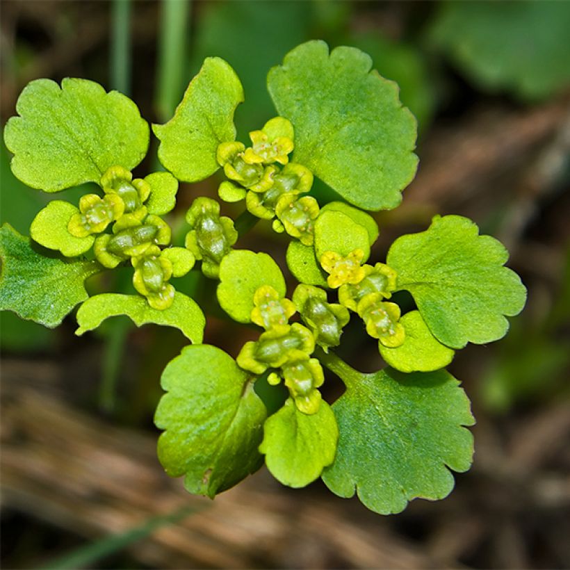 Chrysosplenium oppositifolium (Floración)