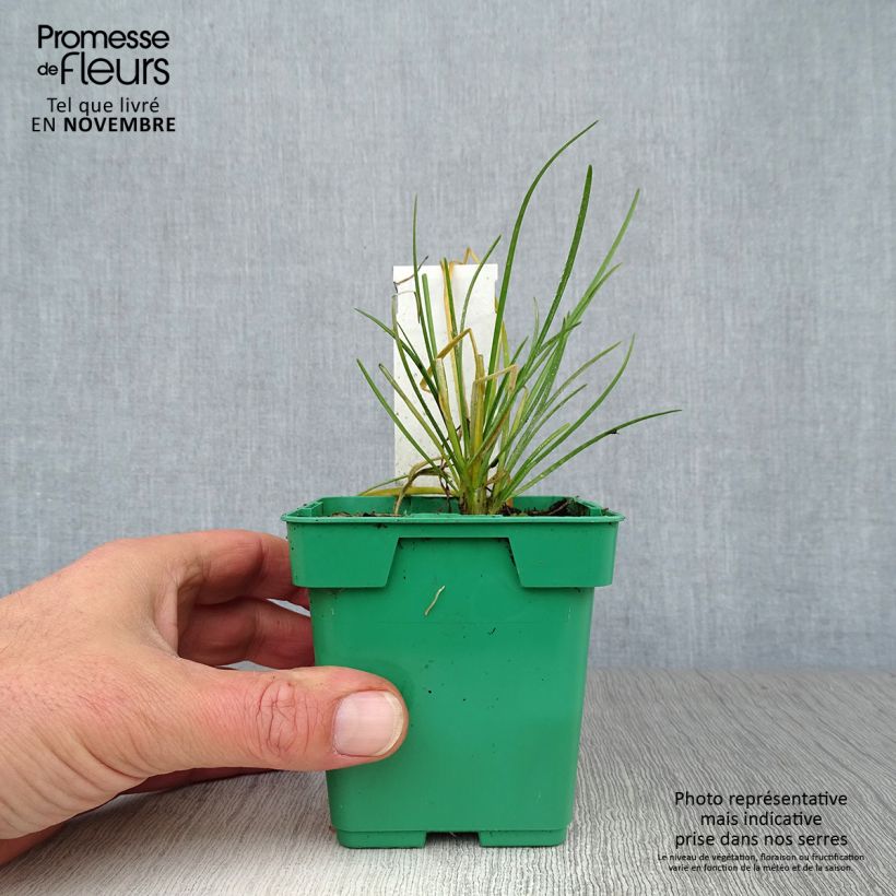 Ejemplar de Ciboulail - Ciboule de Chine en plants Pot de 10 cm/11cm entregado en otoño