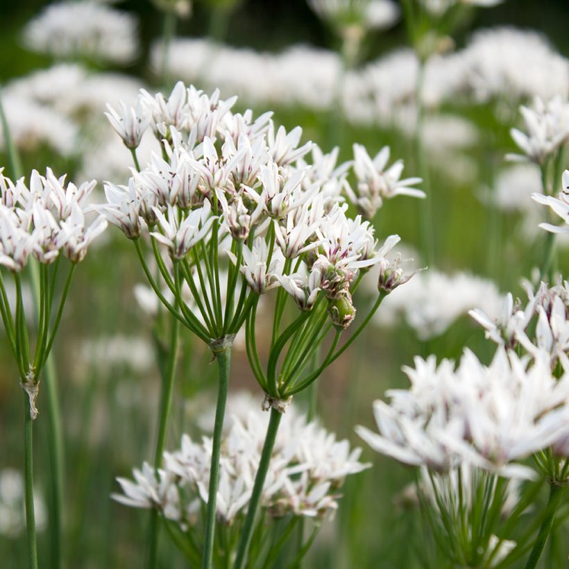 Ail odorant - Allium ramosum (Floración)