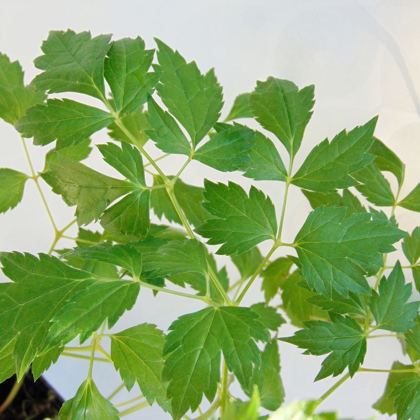 Actaea matsumurae White Pearl (Follaje)