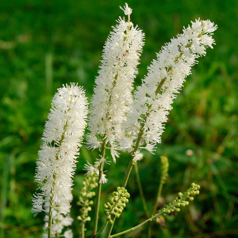 Actaea arizonica (Floración)