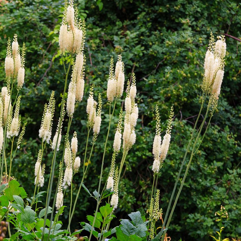 Actaea arizonica (Porte)