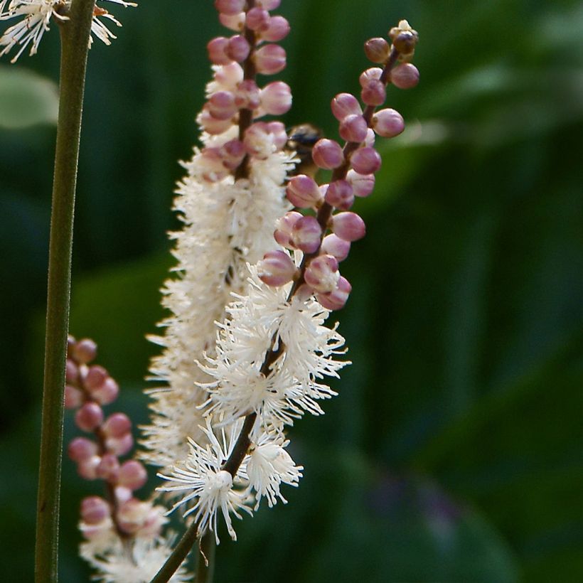 Actaea japonica (Floración)