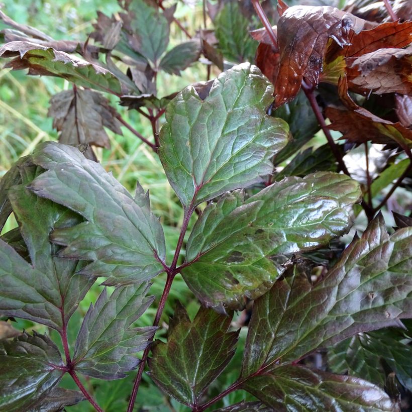 Actaea simplex Atropurpurea (Follaje)