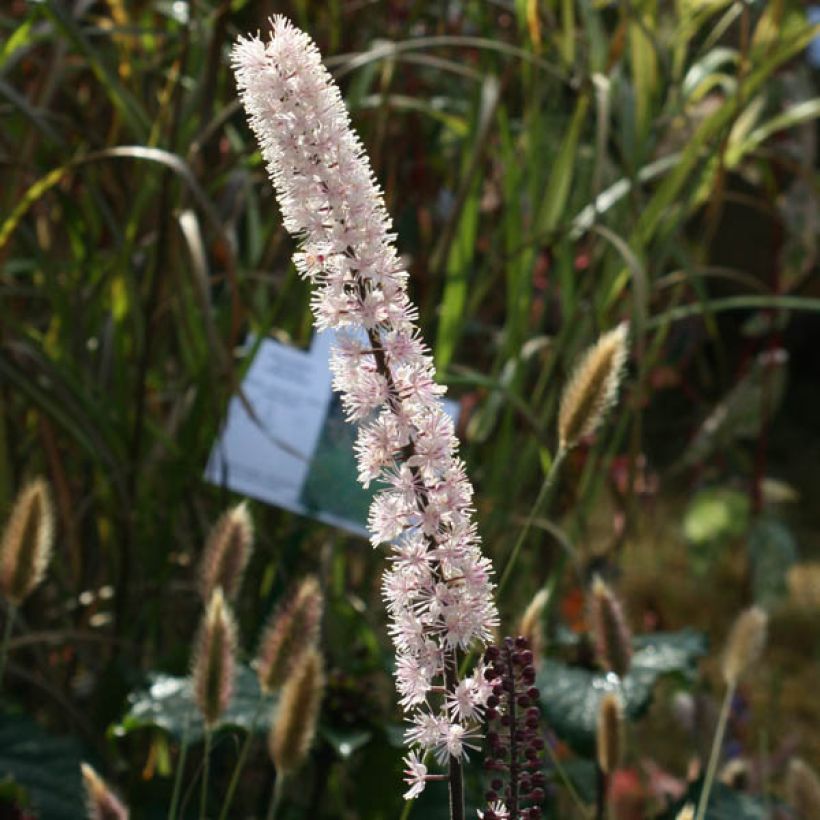 Actaea simplex Brunette (Floración)