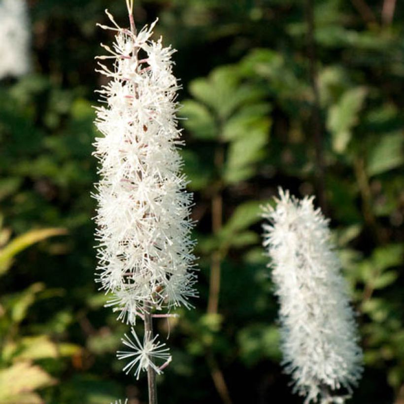 Actaea simplex Atropurpurea (Floración)