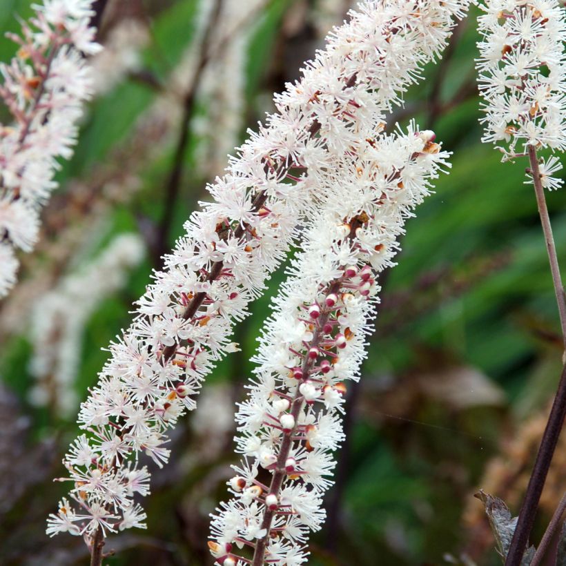 Actaea Black Negligee (Floración)