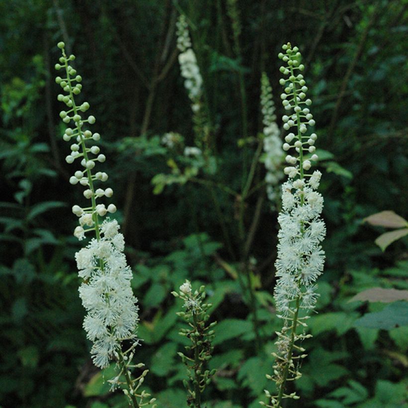 Actaea racemosa (Floración)