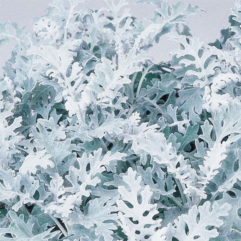 Senecio cineraria Silver Dust - Cineraria gris (Follaje)