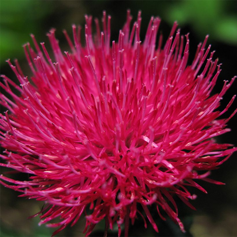 Cirsium japonicum Rose Beauty - Cardo japonés (Floración)