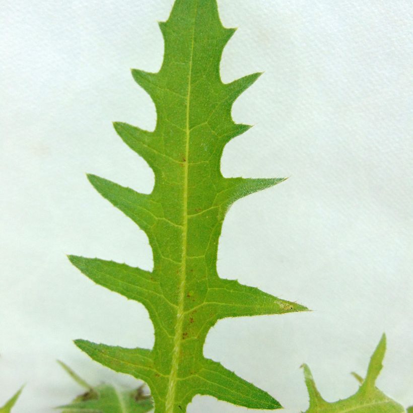 Cirsium rivulare Atropurpureum - Cardo (Follaje)