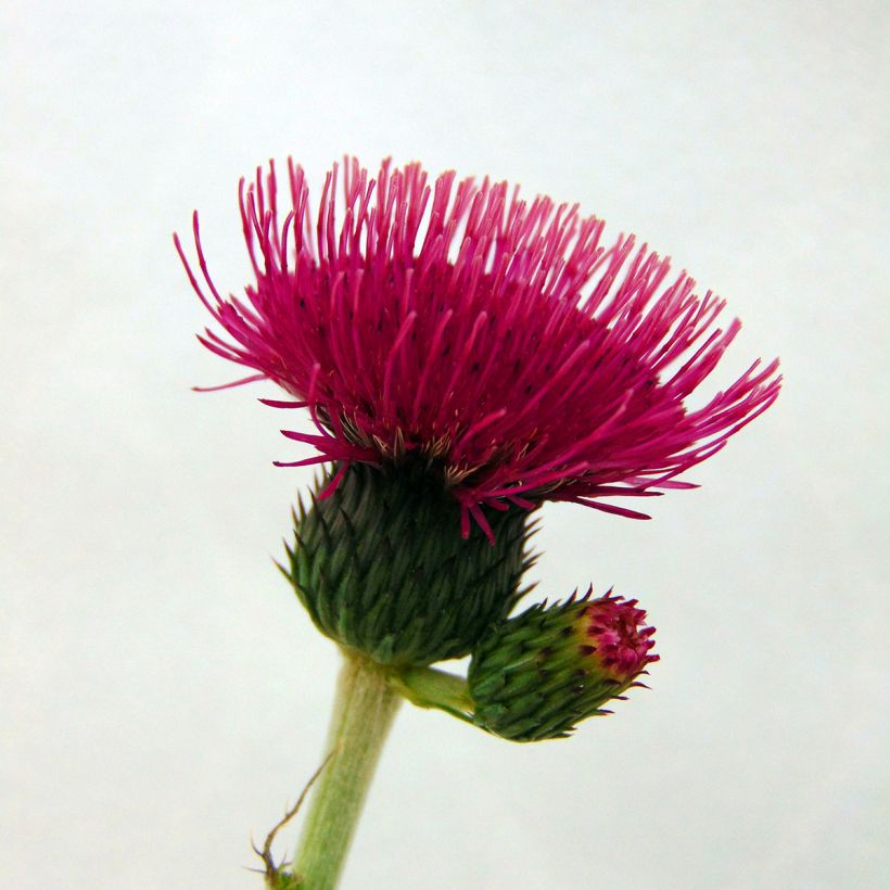 Cirsium rivulare Atropurpureum - Cardo (Floración)