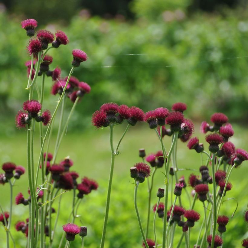 Cirsium rivulare Atropurpureum - Cardo (Porte)