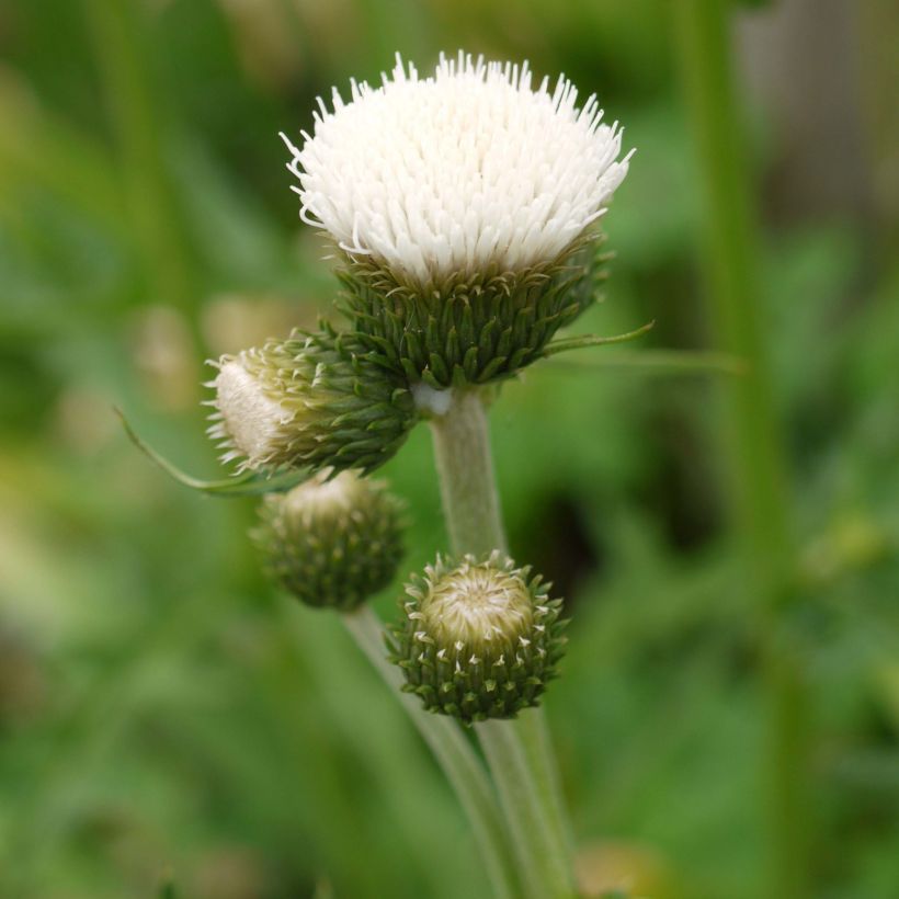 Cirsium rivulare Frosted Magic - Cardo (Floración)