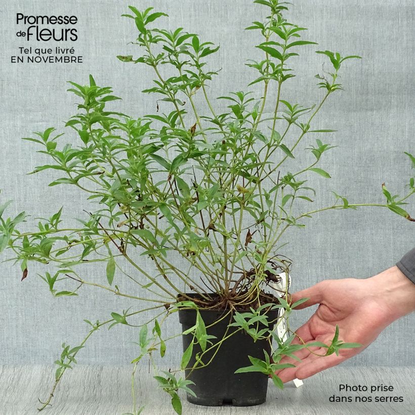 Ejemplar de Ciste du Portugal - Cistus x lusitanicus Decumbens Pot de 2L/3L entregado en otoño