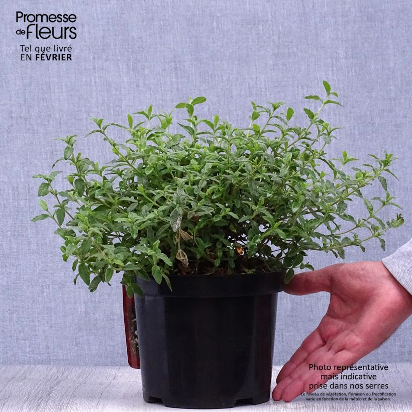 Ejemplar de Ciste obtusifolius - Cistus obtusifolius Pot de 2L/3L entregado en otoño