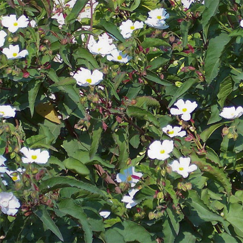 Jara cervuna - Cistus populifolius (Floración)