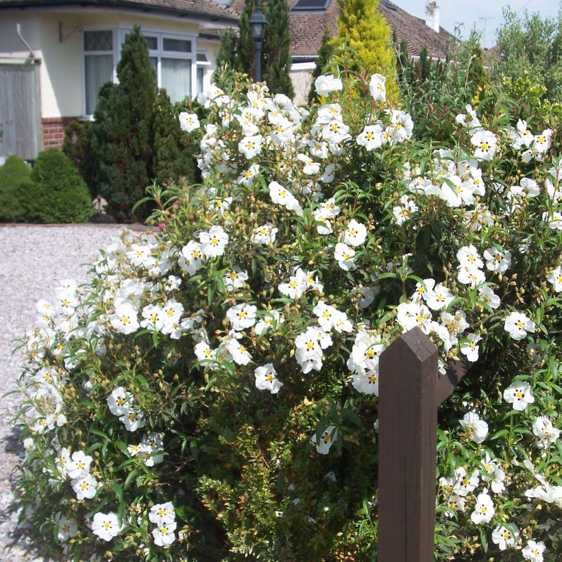 Jara purpúrea - Cistus purpureus Alan Fradd (Porte)