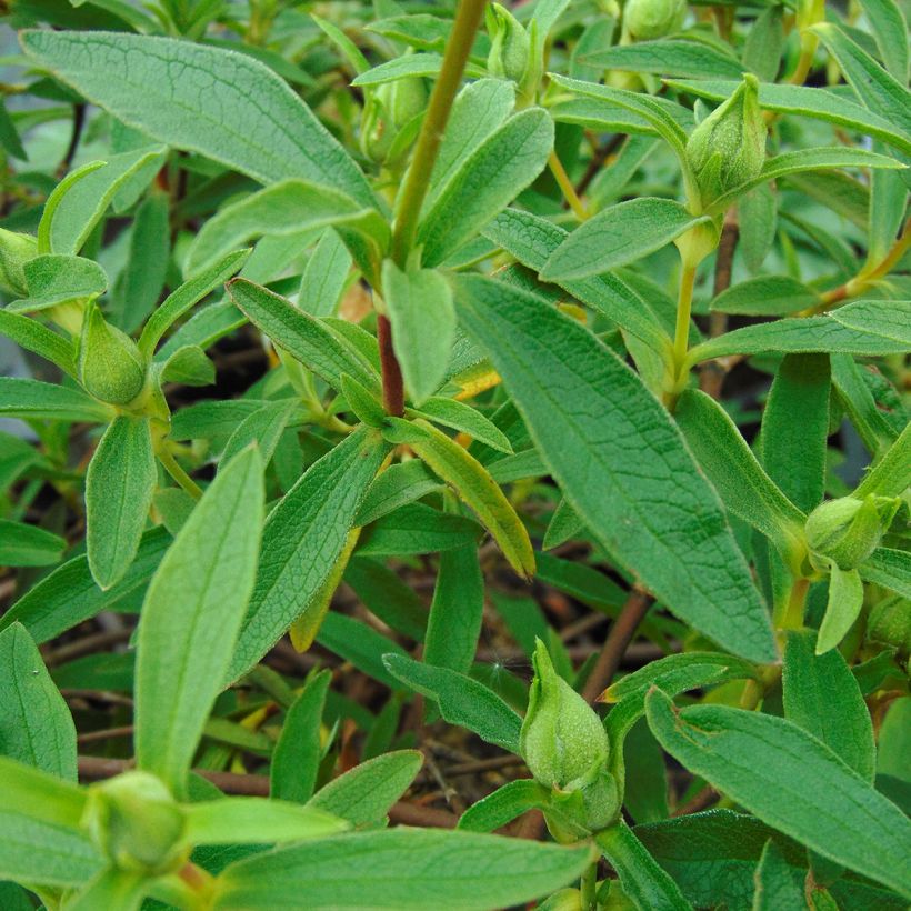 Jara purpúrea - Cistus purpureus Alan Fradd (Follaje)