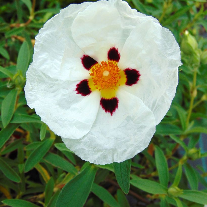 Jara purpúrea - Cistus purpureus Alan Fradd (Floración)