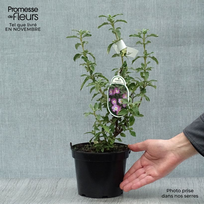 Ejemplar de Cistus argenteus Peggy Sammons - Ciste hybride Pot de 2L/3L entregado en otoño