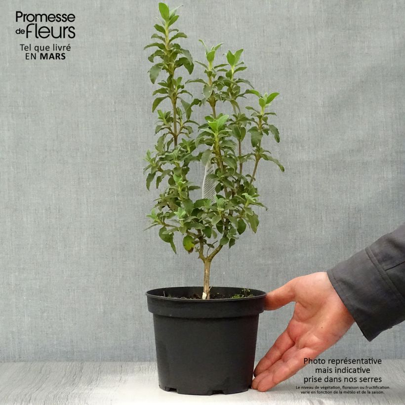 Cistus argenteus Peggy Sammons - Ciste hybride Pot de 2L/3L Ejemplar entregado en la primavera