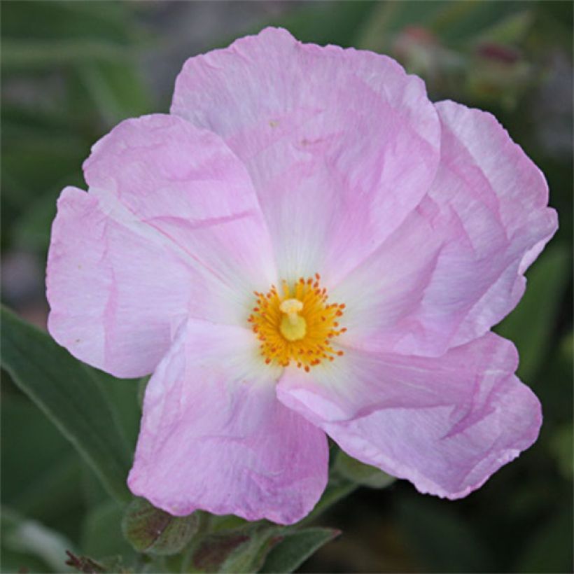 Jara - Cistus argenteus Peggy Sammons (Floración)