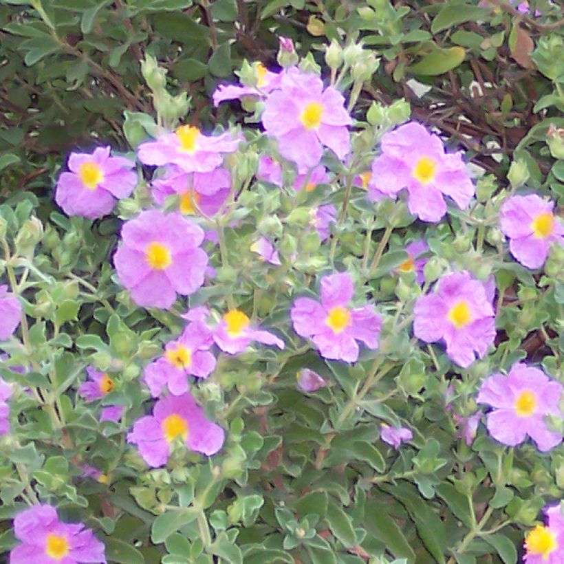 Jara - Cistus creticus (Floración)