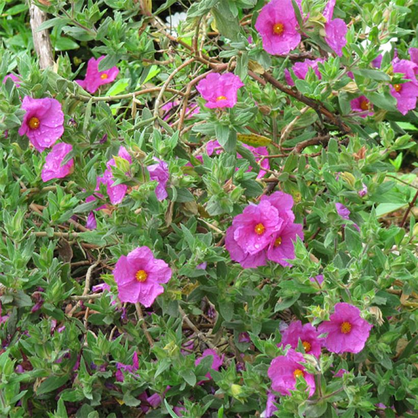 Jara - Cistus pulverulentus (Floración)